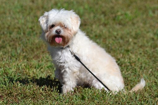 Lebanon Mo Shih Tzu Meet Pricilla A Pet For Adoption