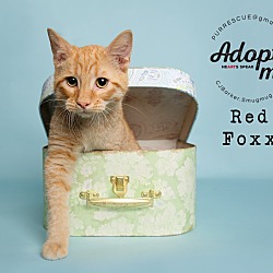 Photo of Red Foxx