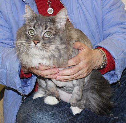 Las Vegas Nv Maine Coon Meet Lv And Babe Dog Friendly A Pet For Adoption