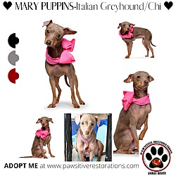 Thumbnail photo of MARY PUPPINS ❤️ #2