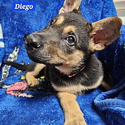 Thumbnail photo of Diego (PUPPY) #3