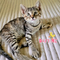 Photo of Daphne