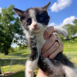 Photo of Cade