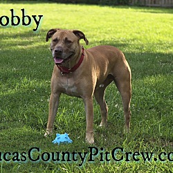 Thumbnail photo of Dobby #3