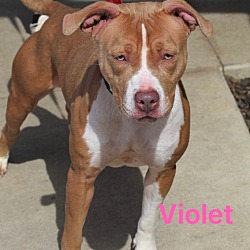 Thumbnail photo of Violet #2