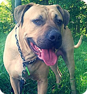 Flintstone Md Bullmastiff Meet Buddy Boy A Pet For Adoption