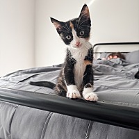 adopt a pet