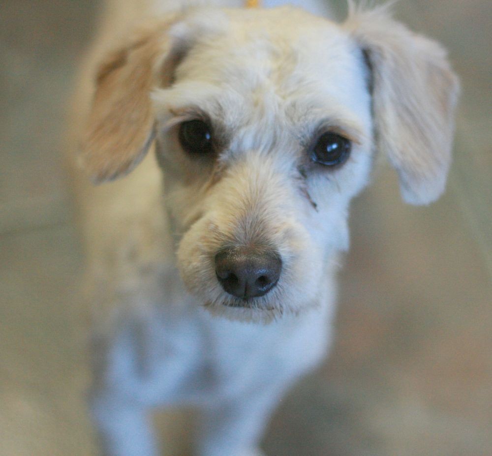 terri poo puppies for sale