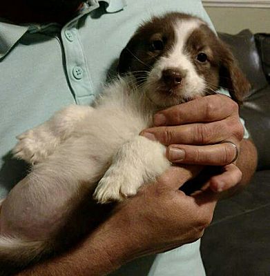 Long Island Ny Border Collie Meet Annie A Pet For Adoption