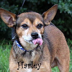Thumbnail photo of Harley ~ meet me! #2
