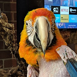 Thumbnail photo of Sunshine Catalina Macaw #2