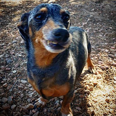 Las Vegas Nv Dachshund Meet Steve A Pet For Adoption