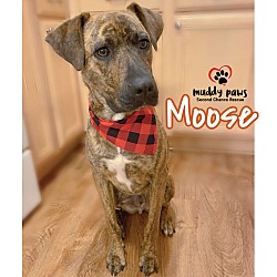 Photo of Moose (Courtesy Post)