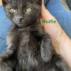 Photo of Wolfie
