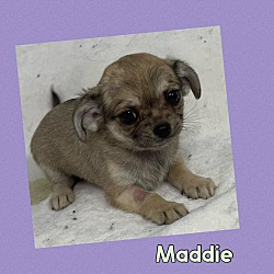 Photo of Maddie