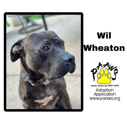 Photo of Will Wheaton