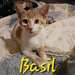 Photo of Basil