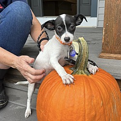 Thumbnail photo of RYLAN   4 POUND PUPPY    FOSTERED IN NEW JERSEY #4