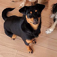 adopt-pet