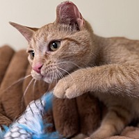 adopt a pet