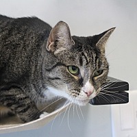 BLUSTER - Domestic Shorthair available for adoption