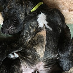 Thumbnail photo of Puppy Lime - Adoption Pending #3