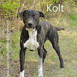 Photo of Kolt
