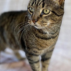 Photo of Apollo (adult)