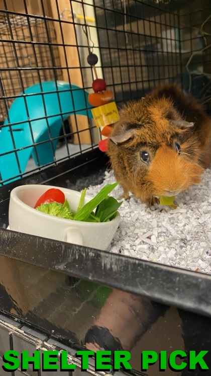 Eugene, Or - Guinea Pig Guinea Pig. Meet Teddy A Pet For Adoption 