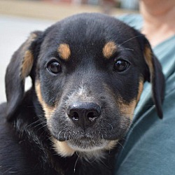 Providence, RI - Dachshund/Beagle. Meet Alaric KL in MS a Pet for Adoption  - AdoptaPet.com