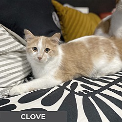 Thumbnail photo of Clove #2