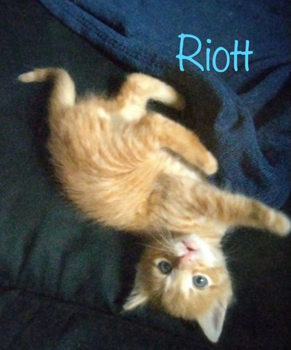 Thumbnail photo of Riott #1