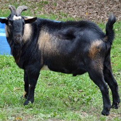 Thumbnail photo of Vincent Van Goat #4