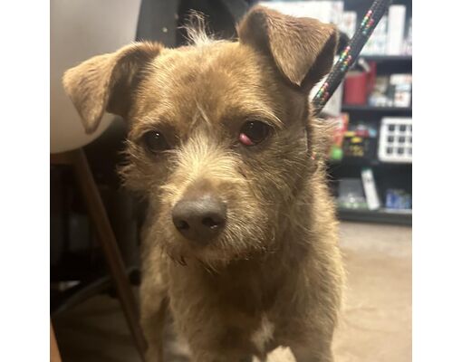 Abilene, TX - Fox Terrier (Wirehaired). Meet Rufus a Pet for Adoption ...