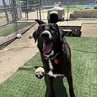 adopt a pet