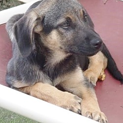 Thumbnail photo of Rebecca, best baby shep hound! #3