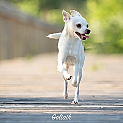 Thumbnail photo of Goliath #3