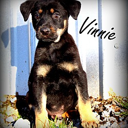 Thumbnail photo of Vinnie~adopted! #1