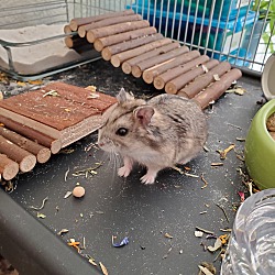 Photo of Kali