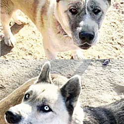 Thumbnail photo of Misaki and Malakai #1