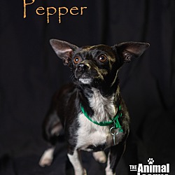 Thumbnail photo of Pepper #3