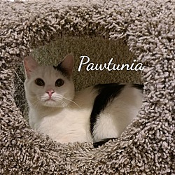 Thumbnail photo of Pawtunia #3