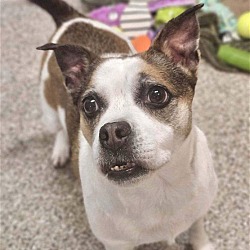 Photo of BUSY BEE  BOSTON TERRIER MIX