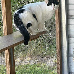 Thumbnail photo of Paul Bunyan// Barn Cat #1