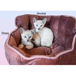 Photo of Oren bonded w Orchid