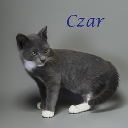 Thumbnail photo of Czar C24-248 #4