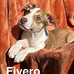 Thumbnail photo of Mama Glinda Pup - Fiyero #3