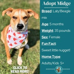 Thumbnail photo of Midge #1