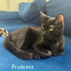 Thumbnail photo of Prudence #1