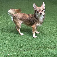 adopt-pet